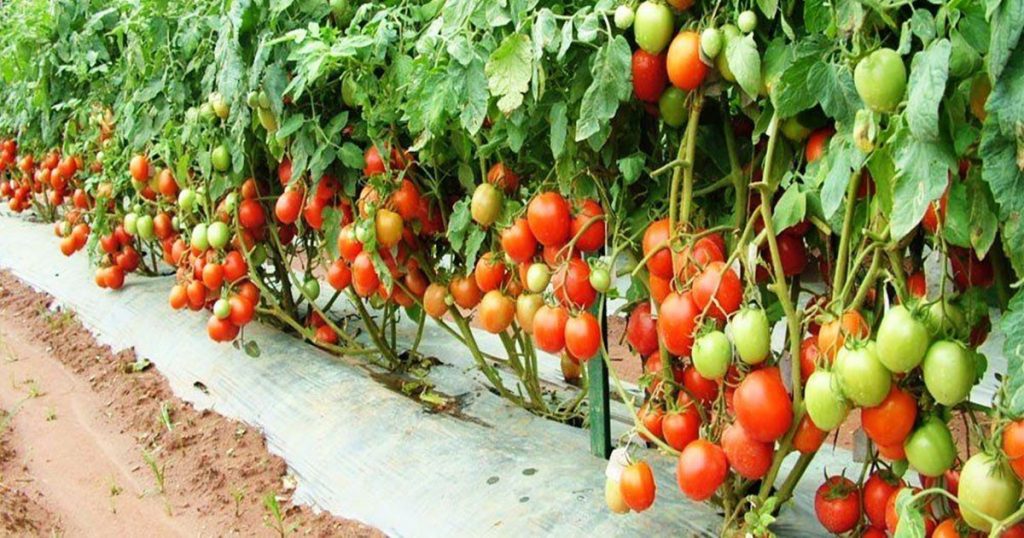 Cultivate tomatoes in this way, you will get a lot of profit