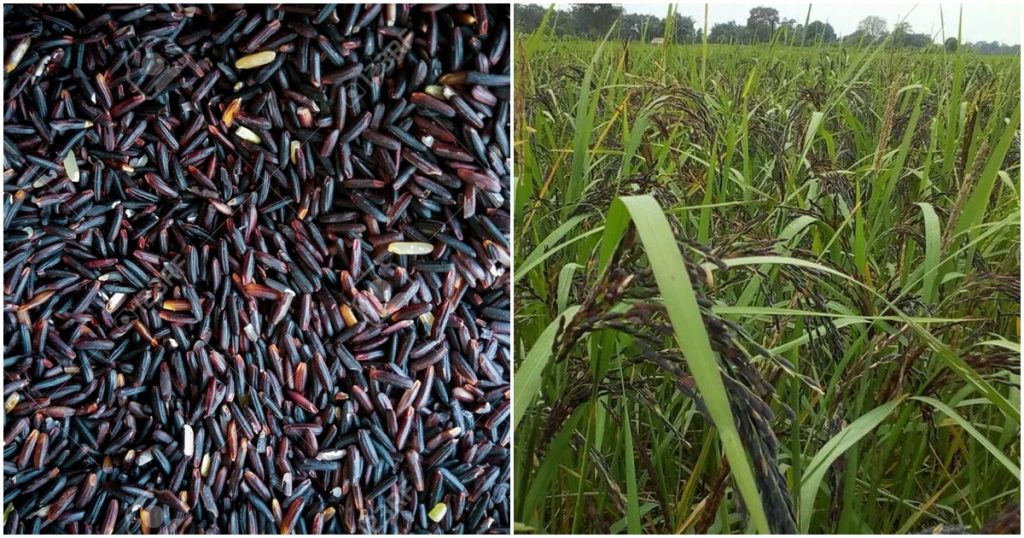 Expensive black rice growing in this district was experimented with by bringing seeds from Assam