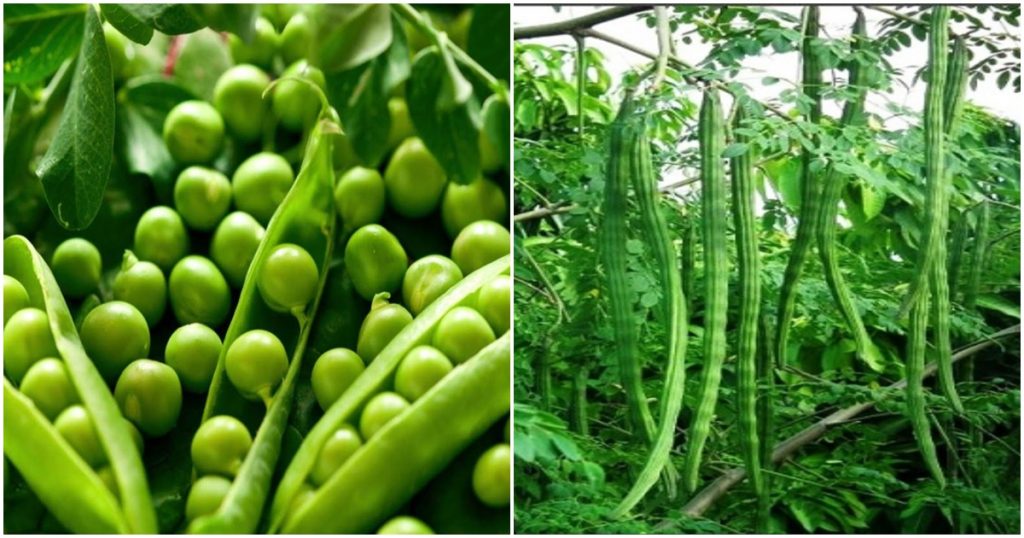 Solace for vegetable growers! The prices of pea, sevgaya are on the rise, know the price in detail