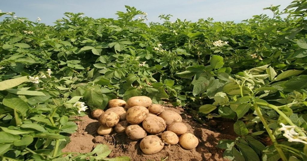 Maximum of farmers! In Satara district, youths have taken the production of 10 thousand quintals of potatoes from group farming