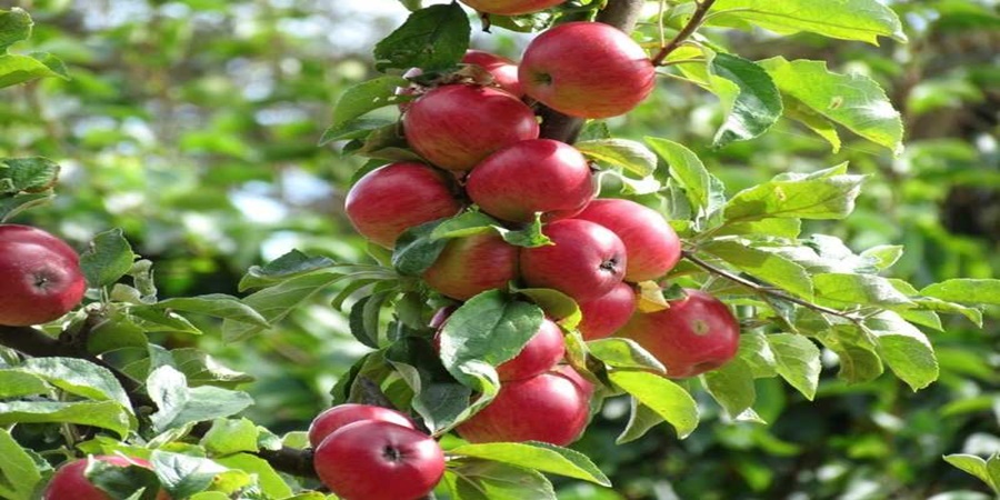 Maximum of the farmer! Apple farming in Pune