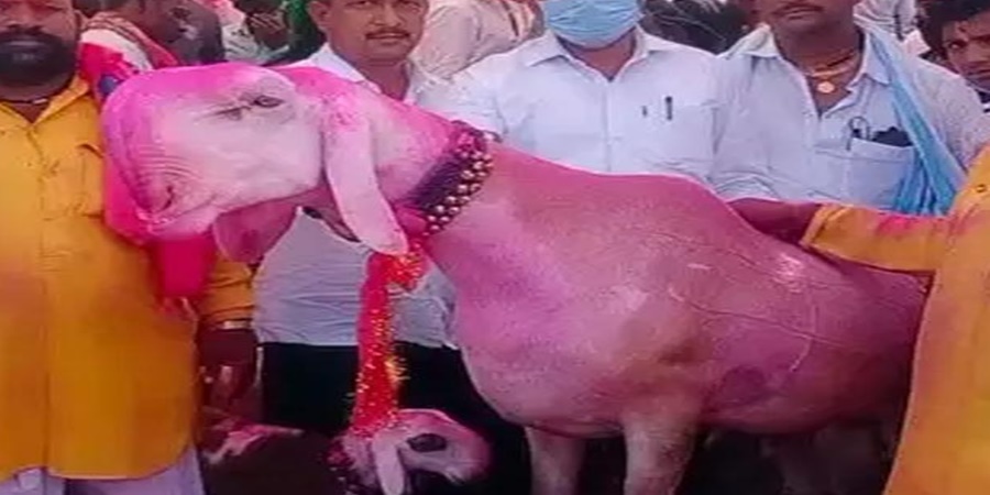 Goat worth 50 lakhs sold in 'Ya' Yatra; Because you will be shocked