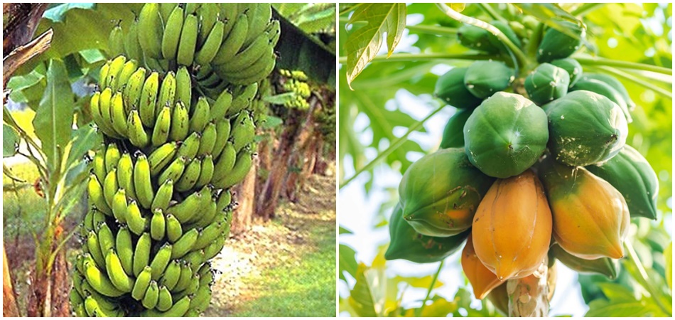 Take care of banana and papaya gardens during cold days; Otherwise damage may occur