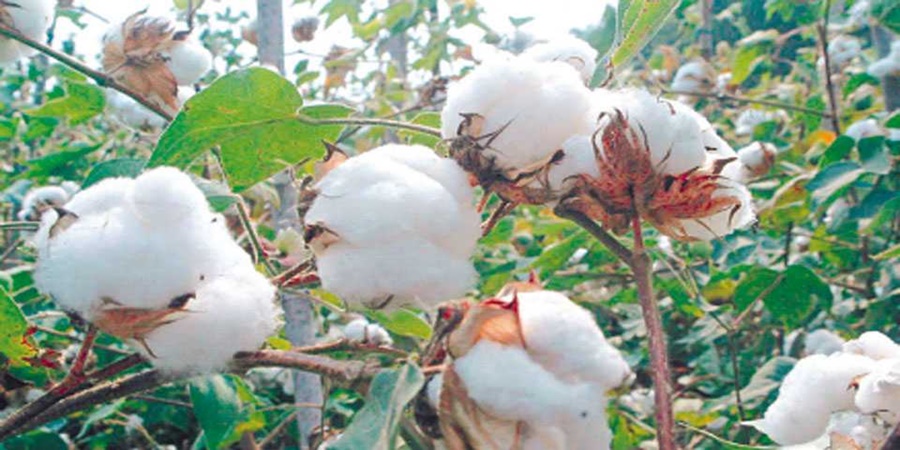 Cotton prices boom; Getting 'so much' price