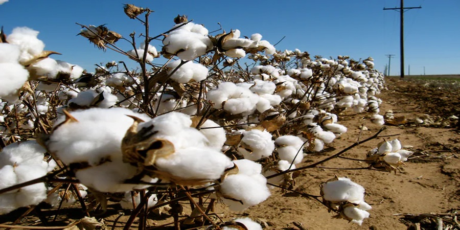 Good news for farmers! The price of cotton in the international market is booming