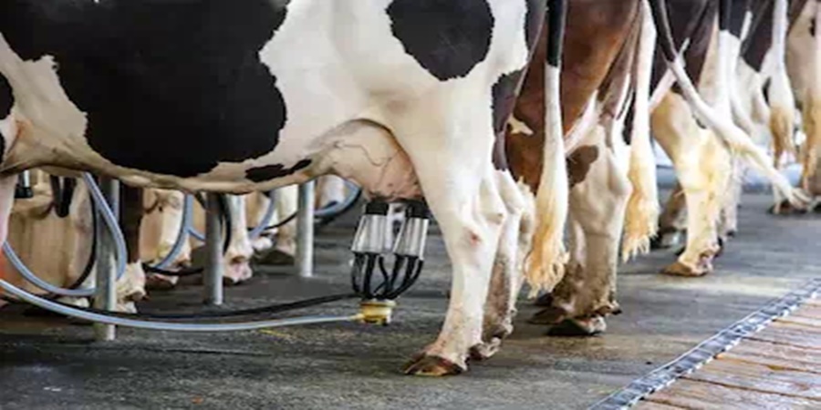 Effect of increasing cold on dairy animals, decrease in milk production; Read in detail