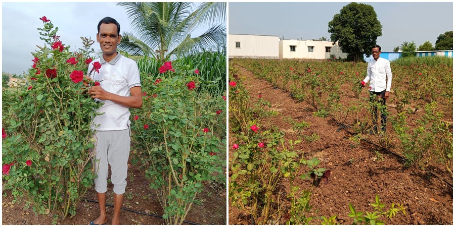 Farmers of Daund taluka are earning lakhs of rupees from rose cultivation