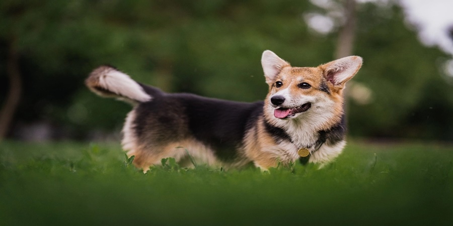 If a dog bites, the owner will have to pay a fine of 10,000 rupees; Read in detail