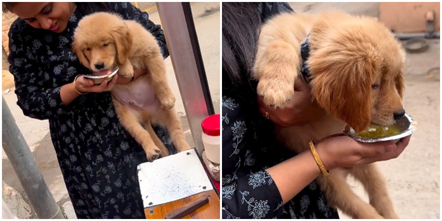 The dog started eating Panipuri! Watch the viral video