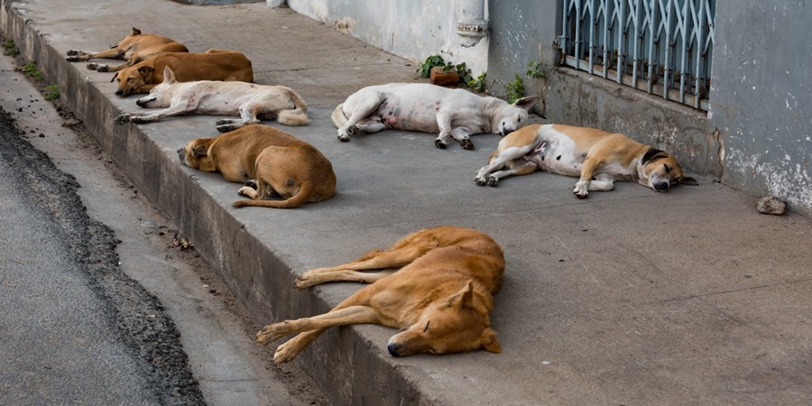 Action will be taken against those who poison stray dogs; Read in detail