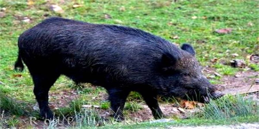 Oh wow! A farmer's son came up with a different idea to drive wild boars from the farm; Read in detail