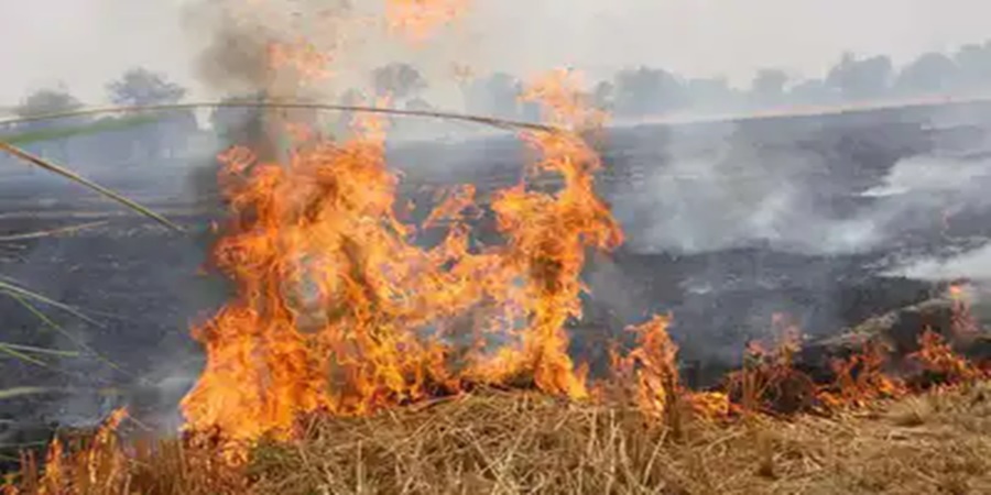 Big news! Farmers who burn paddy in the fields will not get the benefit of PM Kisan Yojana; Read in detail