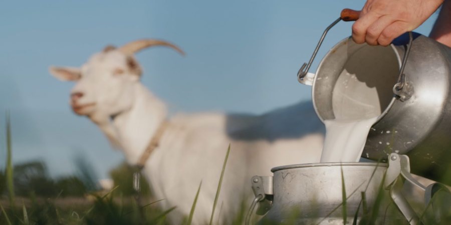 Goat milk is more beneficial than cow-buffalo milk; 'These' are the benefits