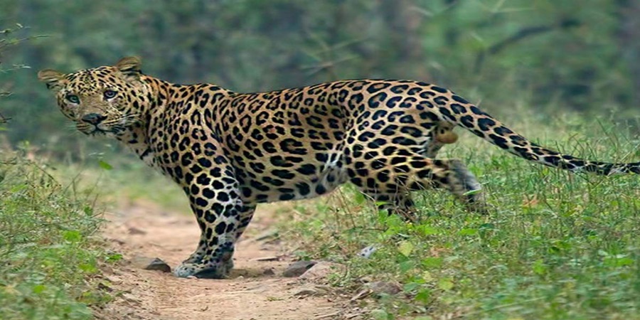 Quite the dog faced the leopard; The video is going viral on social media