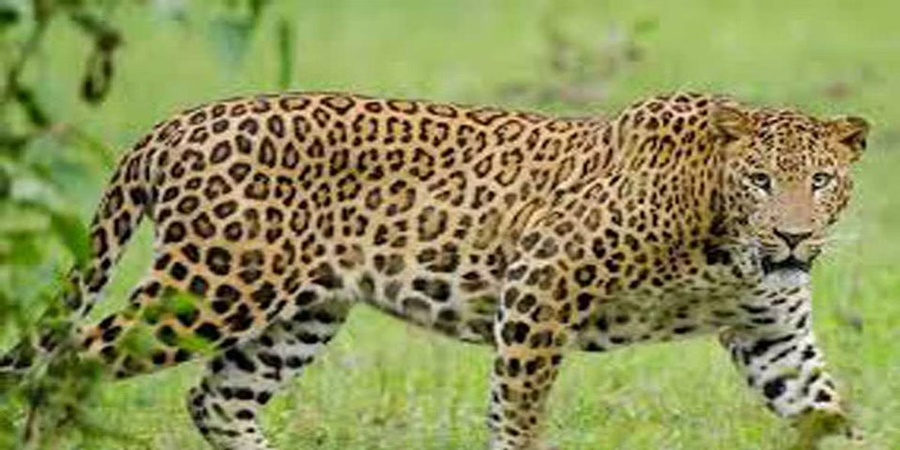 Leopards wreak havoc on human settlements; Read the detailed news