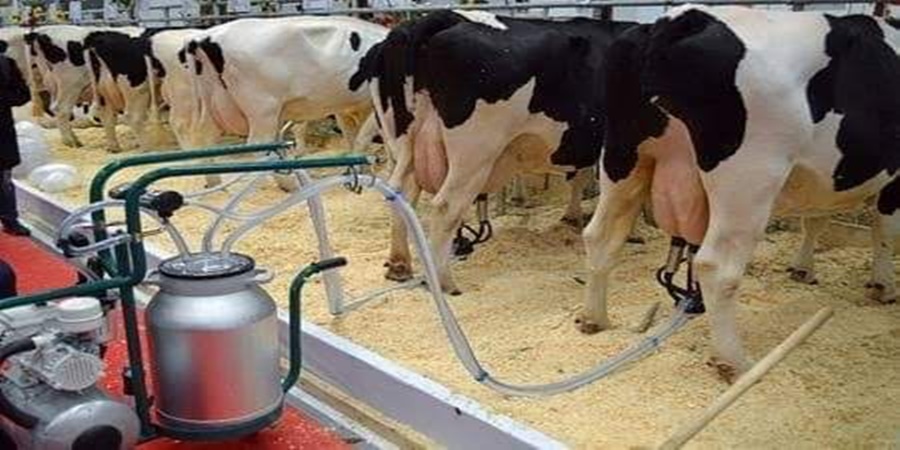 Dairy boom! 'Achche Din' to Animal Husbandry Farmers; Increase in price of animals..