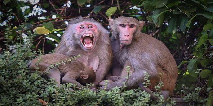 Monkey attack in 'Ya' village, injured 50 villagers