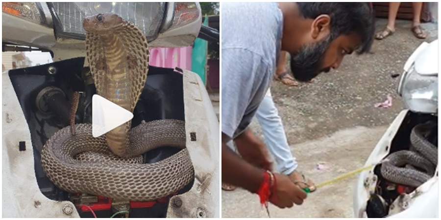 "Cobra Snake Makes Home in Front of Activa Scooty; Watch Viral VIDEO