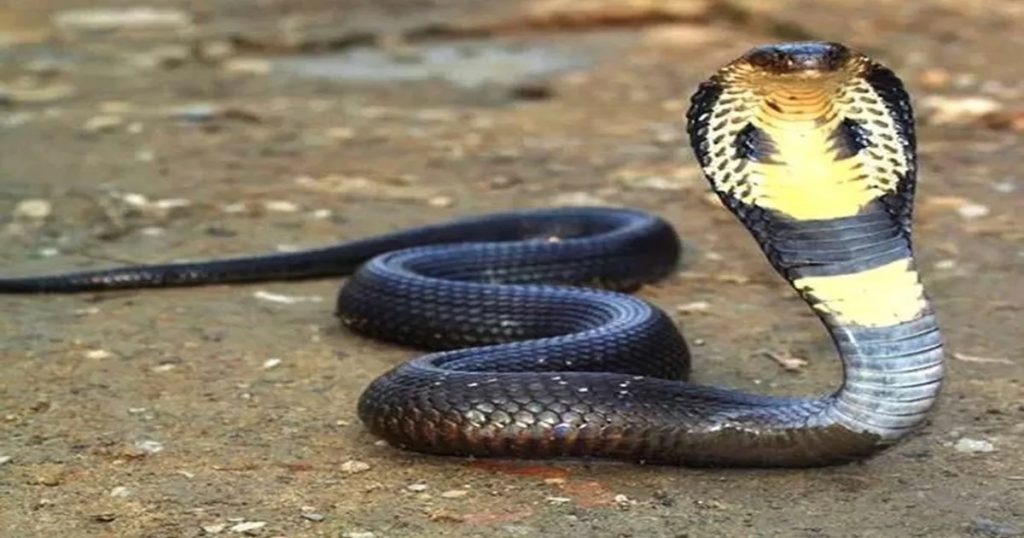 An eight-year-old boy was bitten by a cobra, and the boy died as soon as he bitten; See what exactly is the case