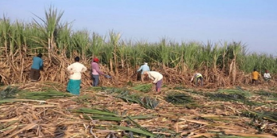 Good news for sugarcane farmers! Central government has taken 'this' big decision