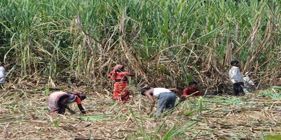 One daughter of a sugarcane worker will become an engineer and two daughters will become doctors; Read in detail