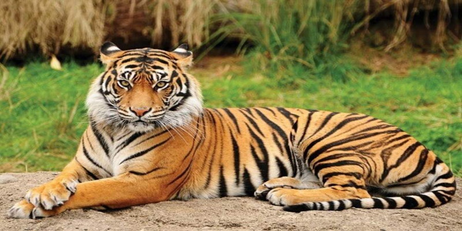 Jigarbaz husband rescued his wife from the jaws of a tiger; Read in detail