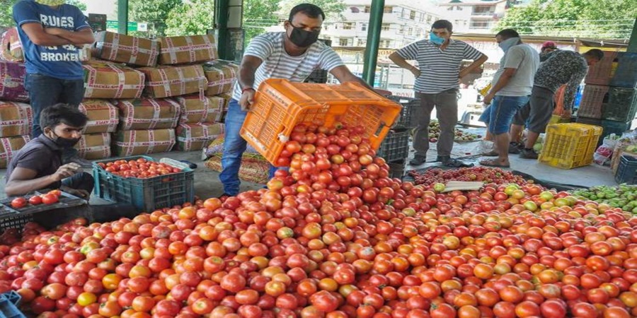 Farmers hit hard; Fall in tomato prices