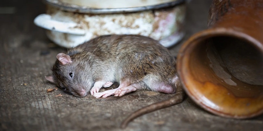 Shocking! Youth arrested for drowning rat
