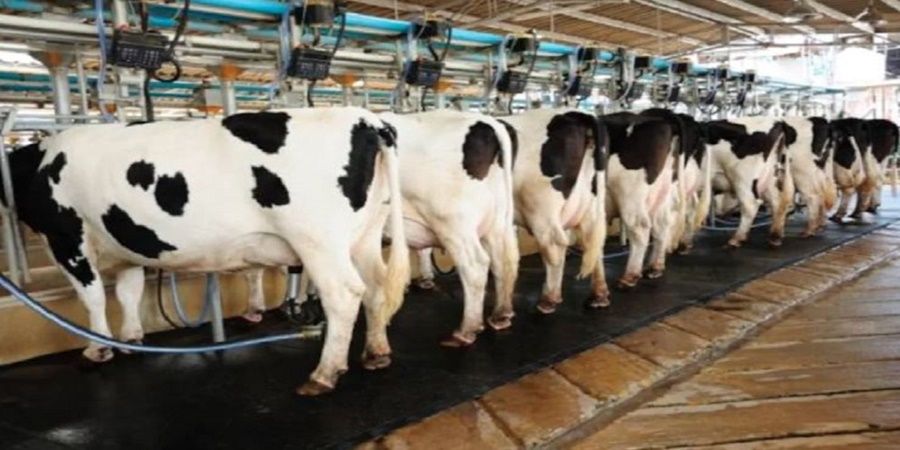 Listening to songs increases the milk of cows, proved by a young man; Read in detail