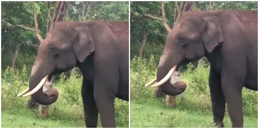 Unable to control his appetite, the elephant ate a lot…; Watch the video