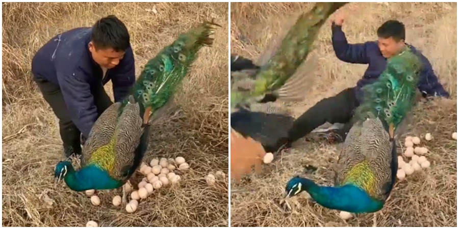 "One went to do it and it went wrong"; Have you seen the video of the man stealing peacock eggs?