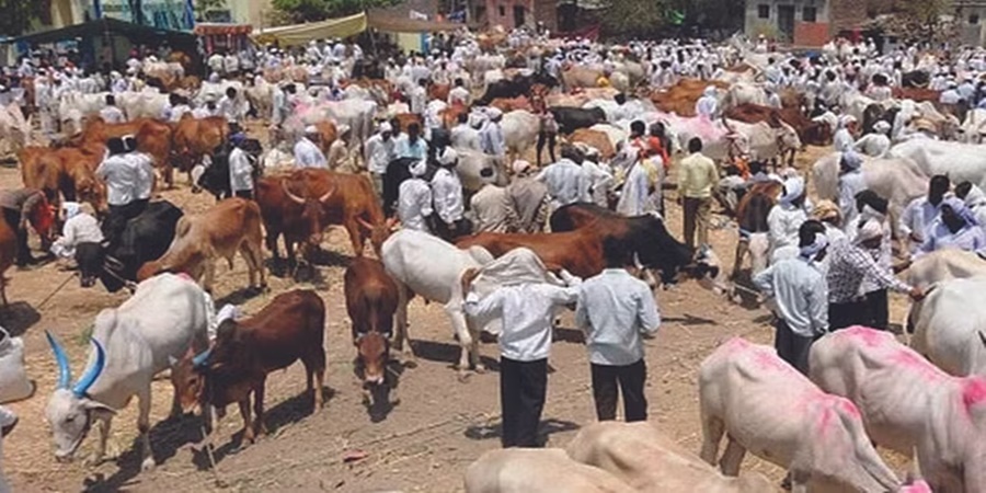 Good news! Animal market will start from Friday