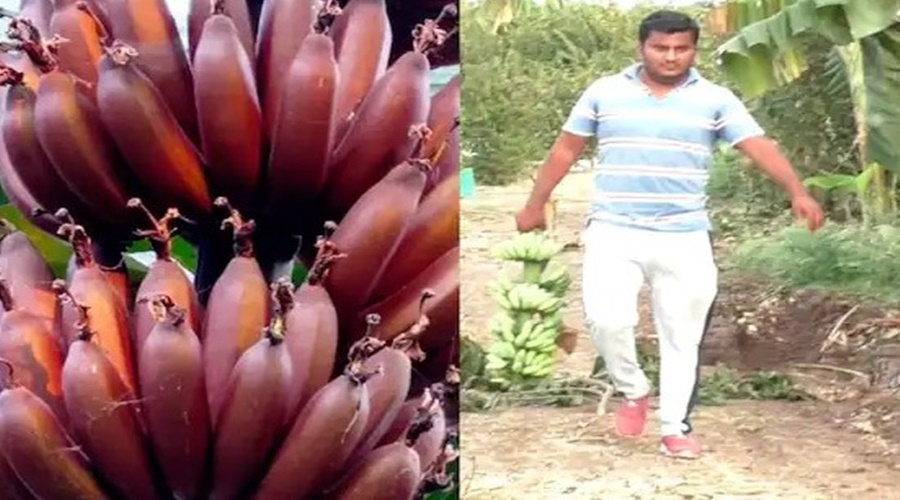 Patta did a great job! Successful experiment of red banana, income of lakhs