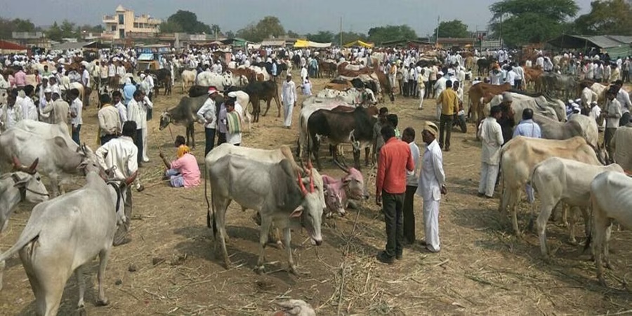 Big news! Livestock market starts in Vadgaon Baramati