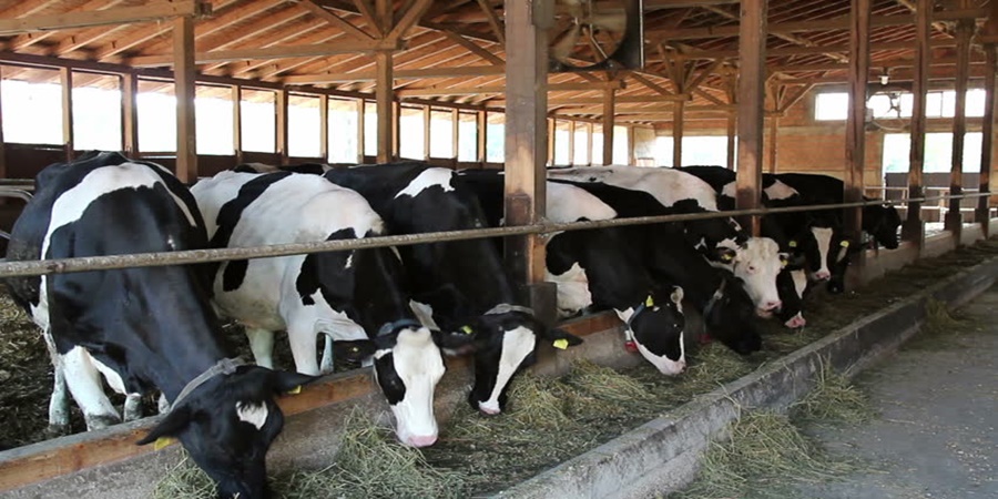 Farmers Start Your Own Animal Feed Business This Way; Increase in dairy industry