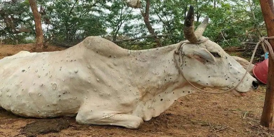 Big news! 28 thousand animals died due to lumpy in the state