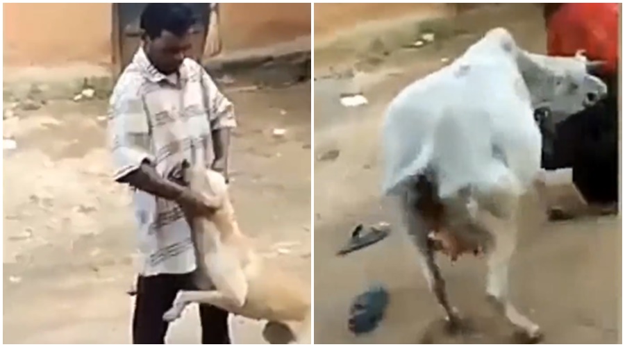 A good lesson was taught by the cow to the man who cruelly tormented the dog; Watch the VIDEO