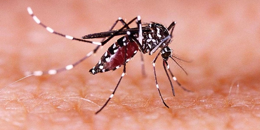 Beware! Zika virus outbreak in Pune; Care instructions from administration