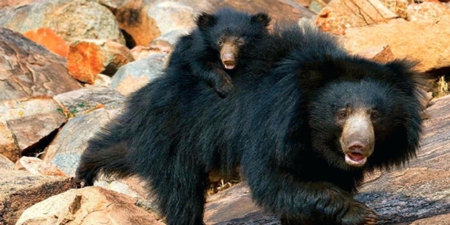 Big news! A farmer was attacked by a bear while working in the field