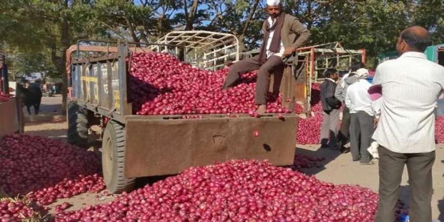 Onion prices increased! Happiness for the farmers but a pinch in the pockets of the consumers