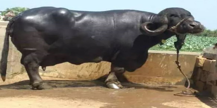 'It' is the highest milking buffalo in the country; Gives a whopping 38.8 liters of milk a day!