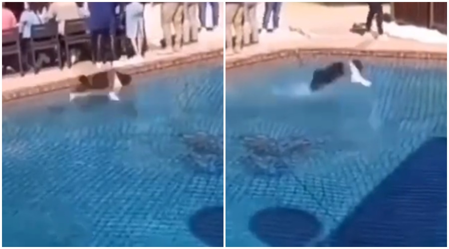 The dog suddenly started running on the water, the crowd watching the dog's stunt fell into a coma; Watch the VIDEO