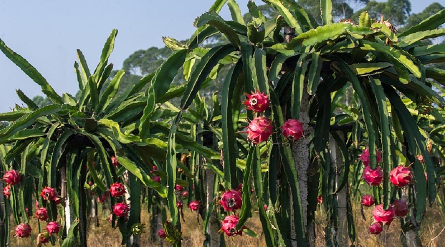 Farm dragon fruit exotic fruit and earn millions of rupees; Government also provides subsidy