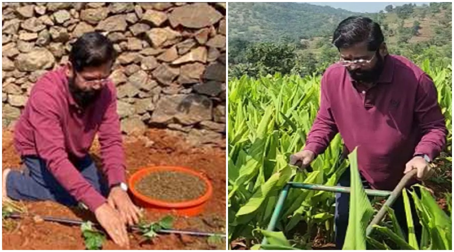 Chief Minister Eknath Shinde Mahir in agriculture along with politics; You will also be surprised to read this information!