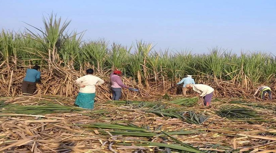 The National Human Rights Commission has taken notice of women who work in sugarcane fields even during pregnancy