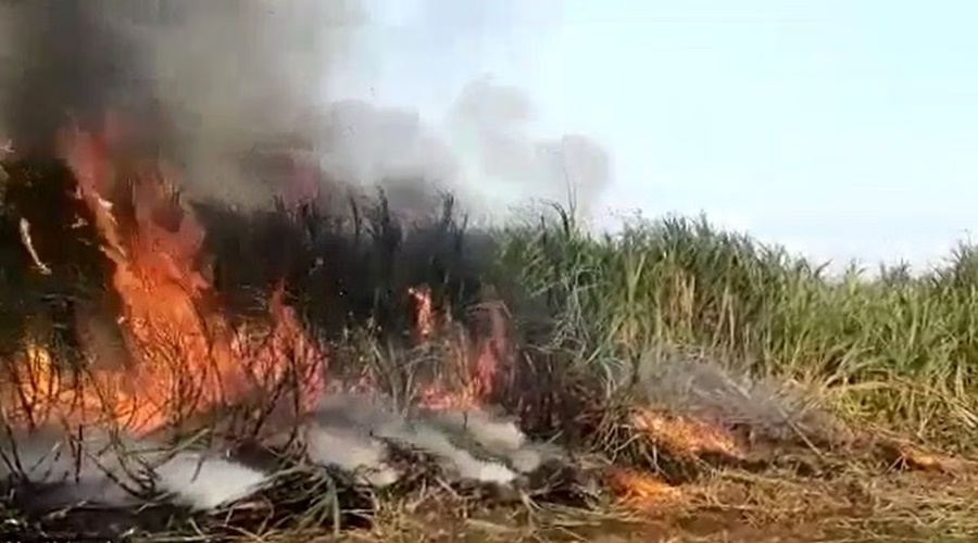 Firecrackers are expensive at weddings; Loss of lakhs due to sugarcane fire!