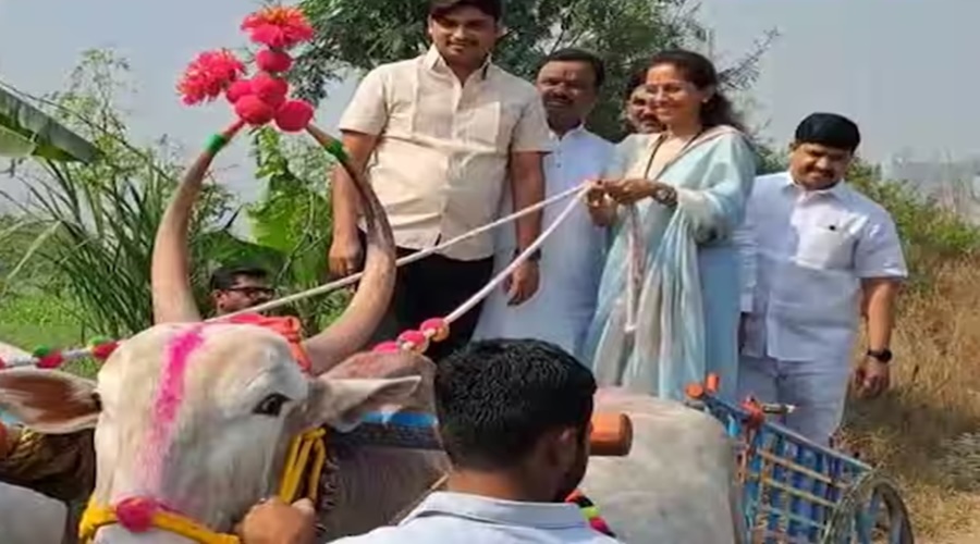 Supriya Sule inspected the field by traveling in a bullock cart!
