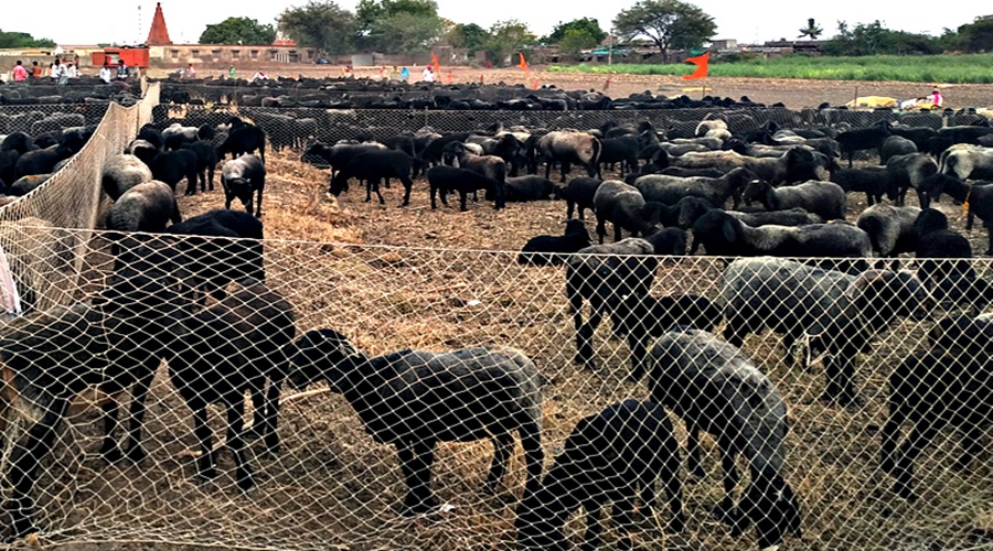 Shocking! A Swift car rammed into Balumama's herd of 2500 sheep, many sheep were killed on the spot and some were seriously injured.