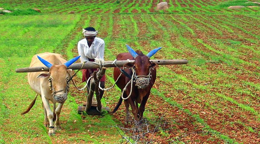 In the new budget, Finance Minister Nirmala Sitharaman took 'these' bold decisions for farmers; Read in one click