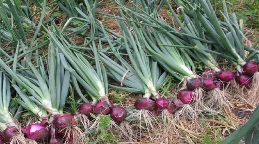 As the price of onion fell, the farmer made an offer, "Come to the farm and get as much onion as you want for free..."